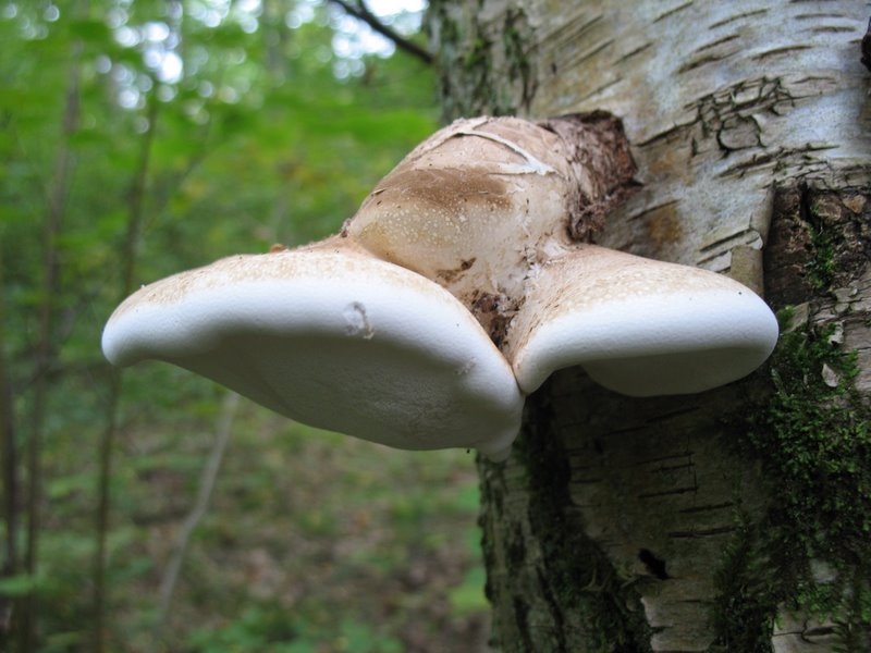 Piptoporus betulinus